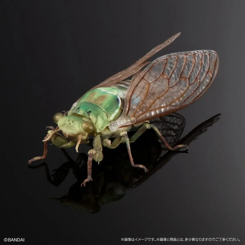 반다이 생물학 백과사전 액션 피규어 모델 매미 반점 날개 매미 가샤폰 장식품 정품 수집 장식품