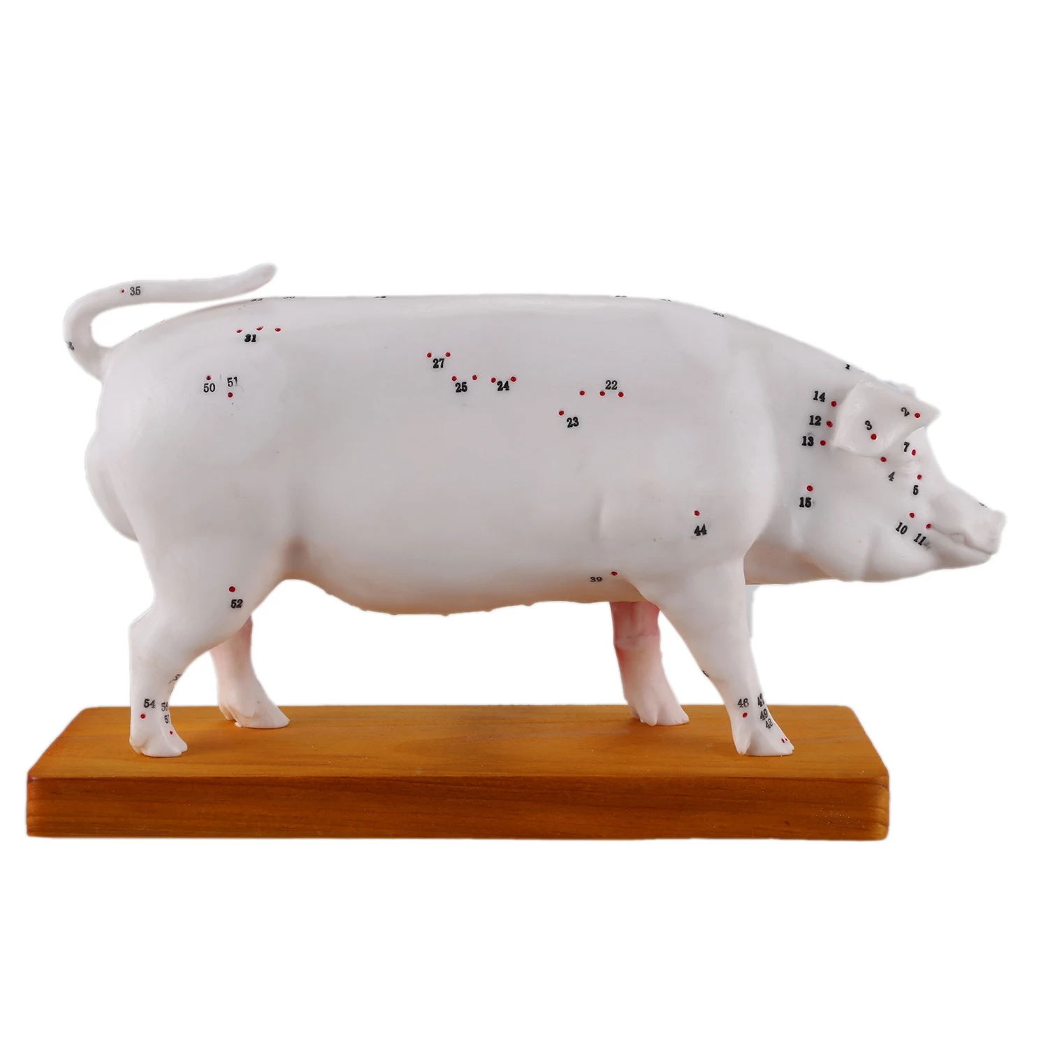 Acupuncture Pig Model Veterinary Acupuncture Animal Anatomy Model Educational Training Aid