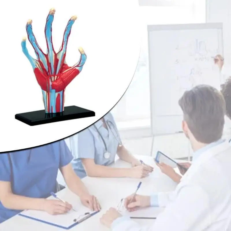 4D Human Hand Skeleton Anatomical Model with Muscle Ligament Nerve Blood Vessel Medical Science Teaching Resources