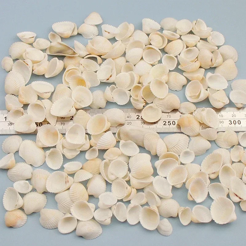 Natural Mini Conch Mediterranean 1Bag Interesting Colored Mixed Real Small Sea Shells Aquarium Nautical Decoration Ornaments