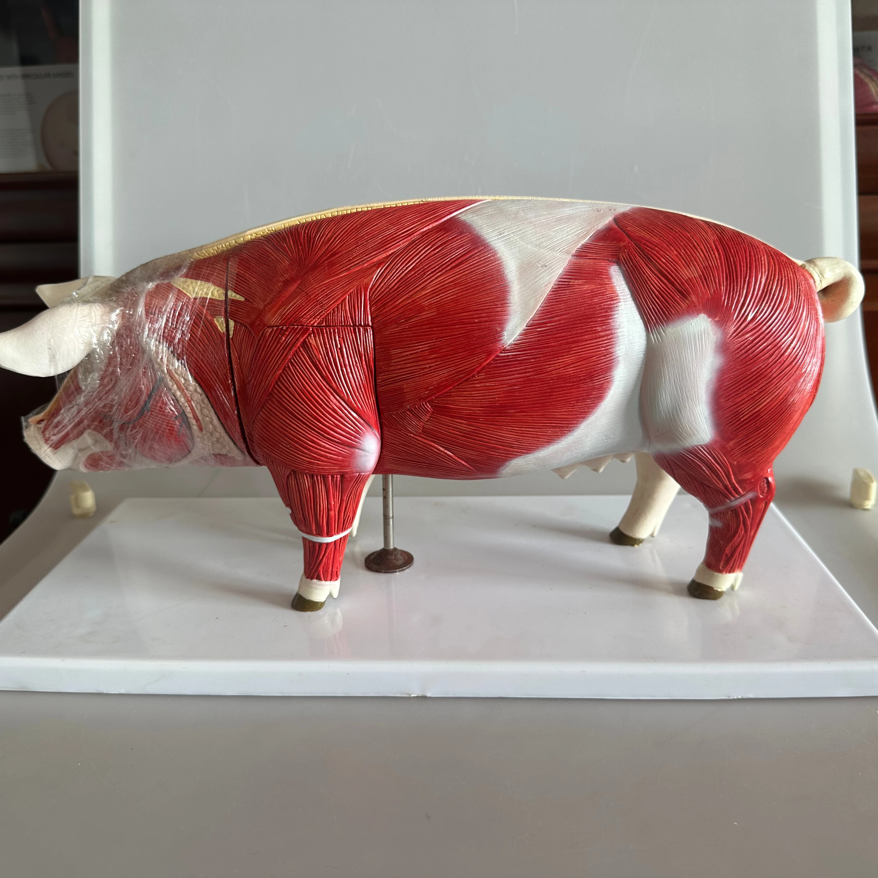 PVC Pig Anatomical Structure Model Veterinary Science Teaching Demonstration Tool