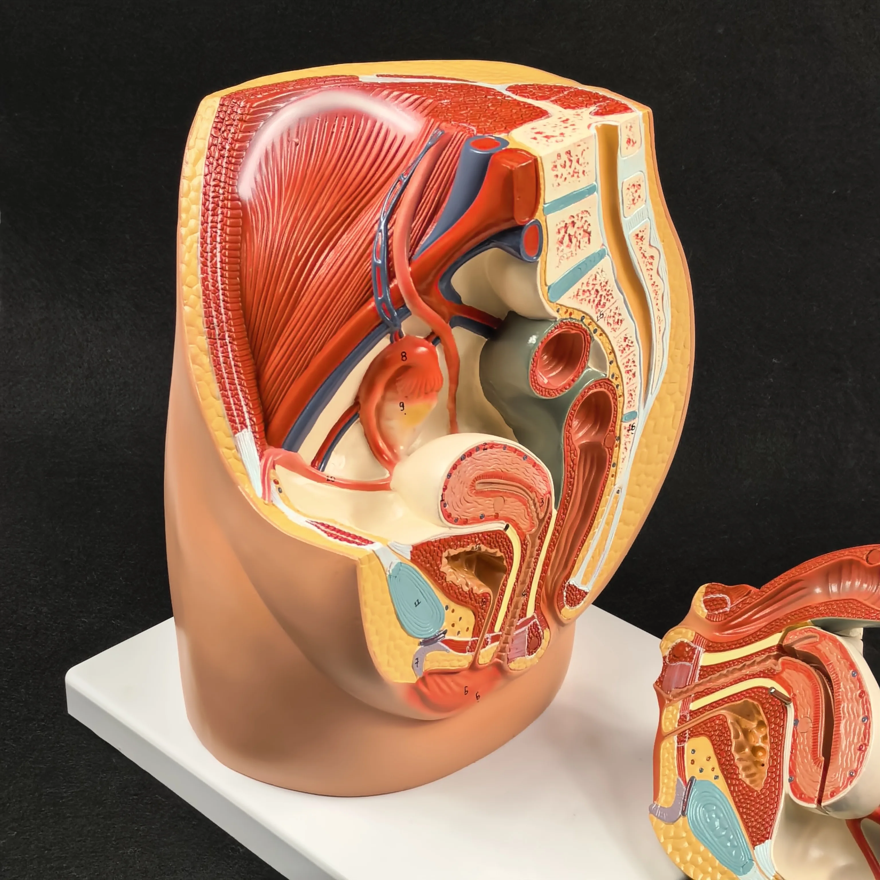 PVC Human Female Pelvic Section Anatomical Medical Model Pelvis Anatomy Genitourinary Uterine Gynecological high QC