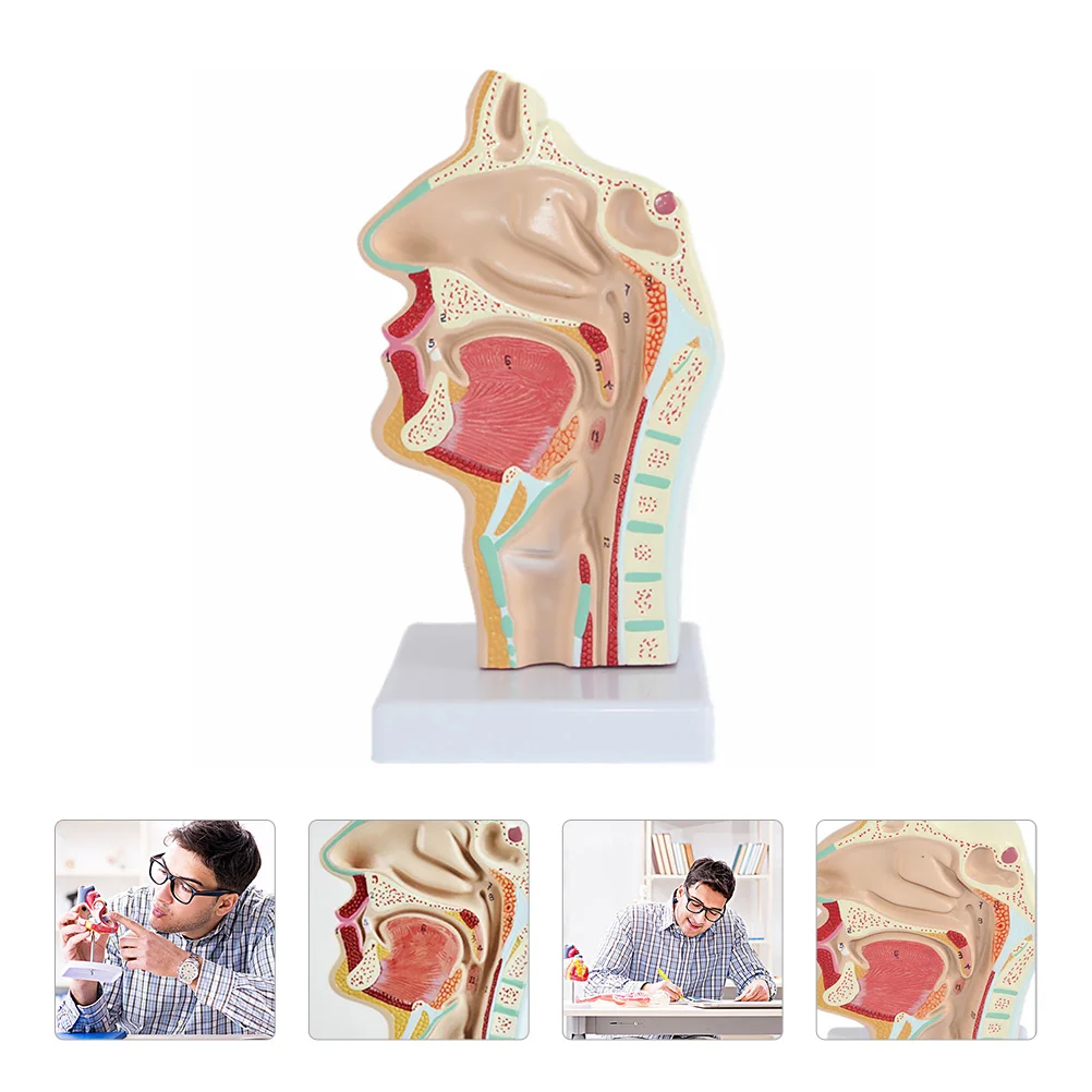 Human Nasal Cavity Oral Anatomy Model Normal Larynx and Pharynx Doctors Office Ornaments Educational Tool With Base