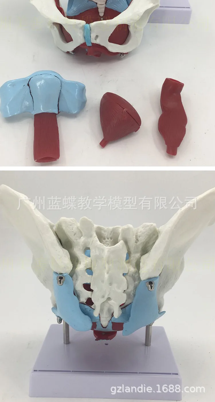 Female Pelvic Uterus Muscle Organ Anatomy Teaching Model