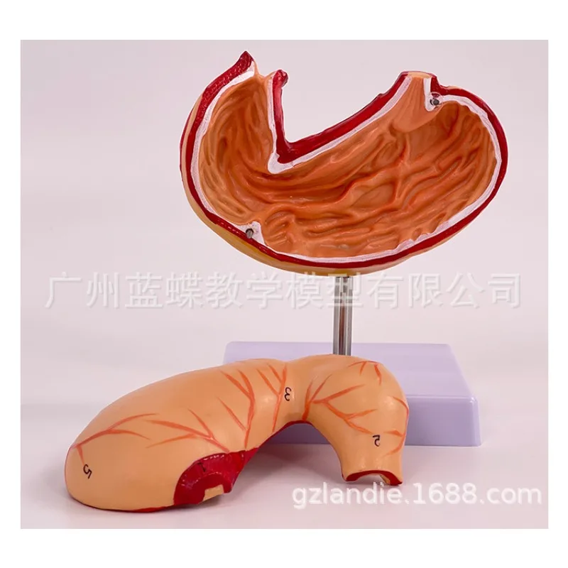 

2parts 1:1 Life Size Human Stomach Anatomy Medical Model Coronal Section medical classroom supplies