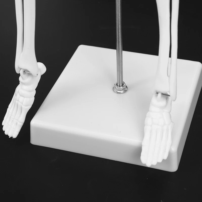 Modules d'Anatomie Humaine, 45cm, Modèle Seton, Aide à l'ApprentiCumbria