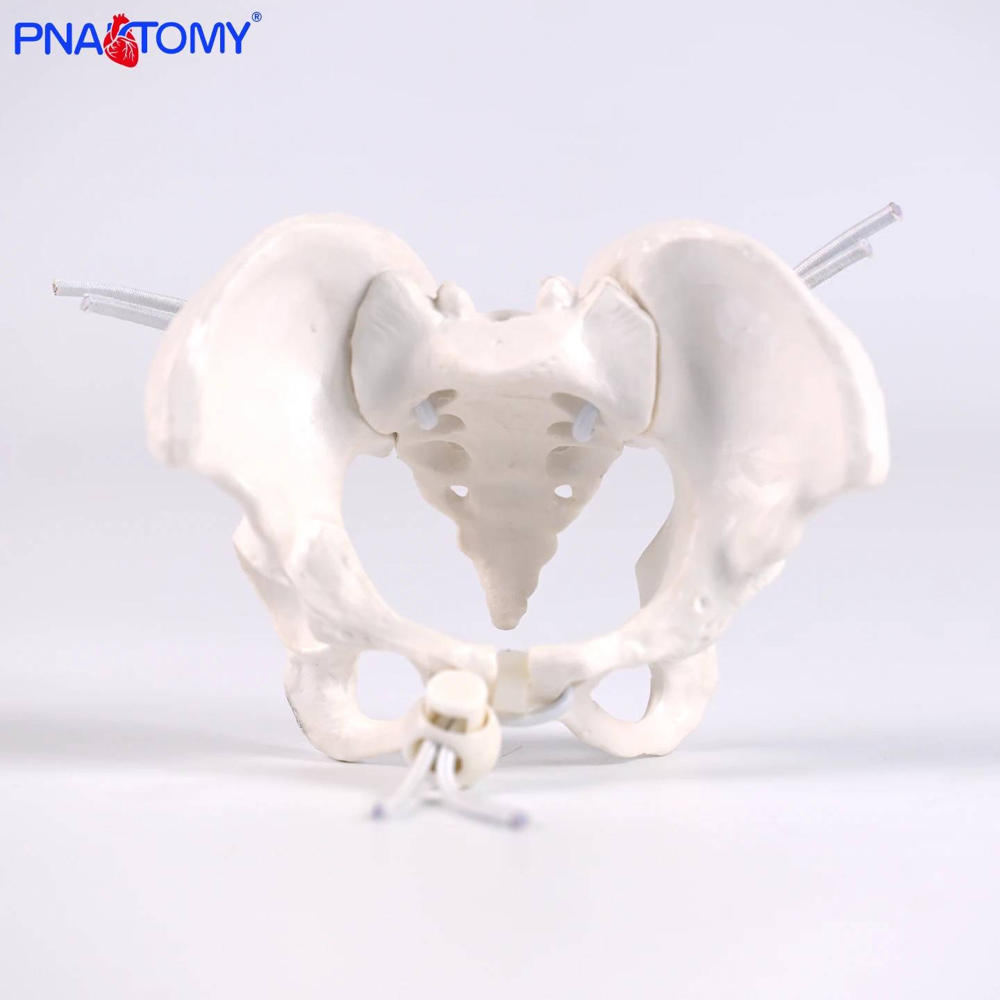

Small and Mini Human Pelvis Model Teaching Specimen for Medical Students Demonstration Teaching Aid for Childbirth