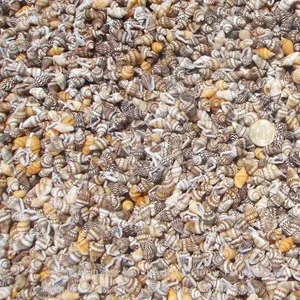 6ベストセールススモールシェル-6