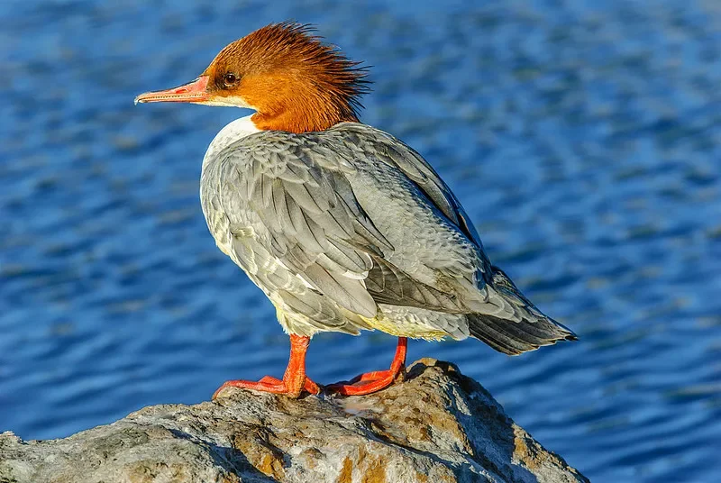 وحدة تحكم محاكاة BETAFPV LiteRadio 2 ذات 8 قنوات - متوافقة مع محاكيات DJI وFenix RC6 وAeroFlyRC8 والبخار