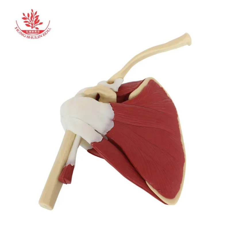 Human Skeleton Shoulder Scapula Clavicle Muscle Model Joint Functional Ligament Medical Teaching Aid