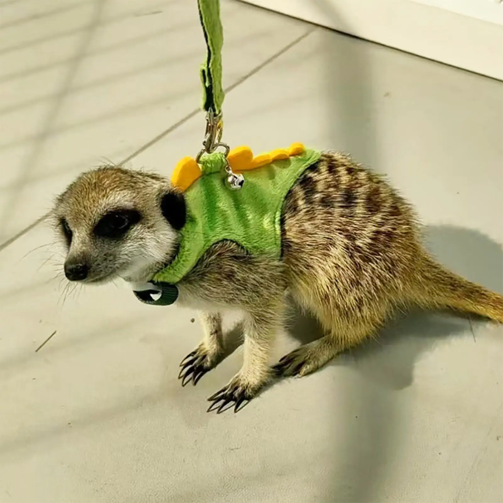 الأرنب تسخير الأرنب الصغير المشي الملابس تسخير المقاود لطيف لينة النمس الاشياء اكسسوارات للقطط شينشيلا يوميا #3