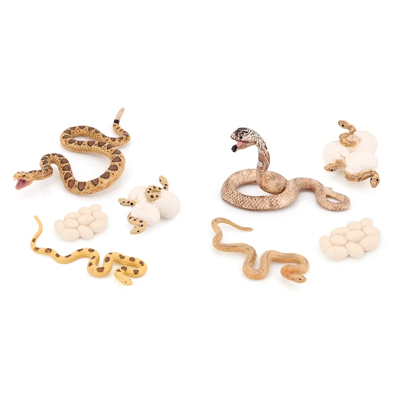 ABJA-Realistic Animal Life Growth Cycle Biological Model Toys Snake Growth Cycle Biological Model