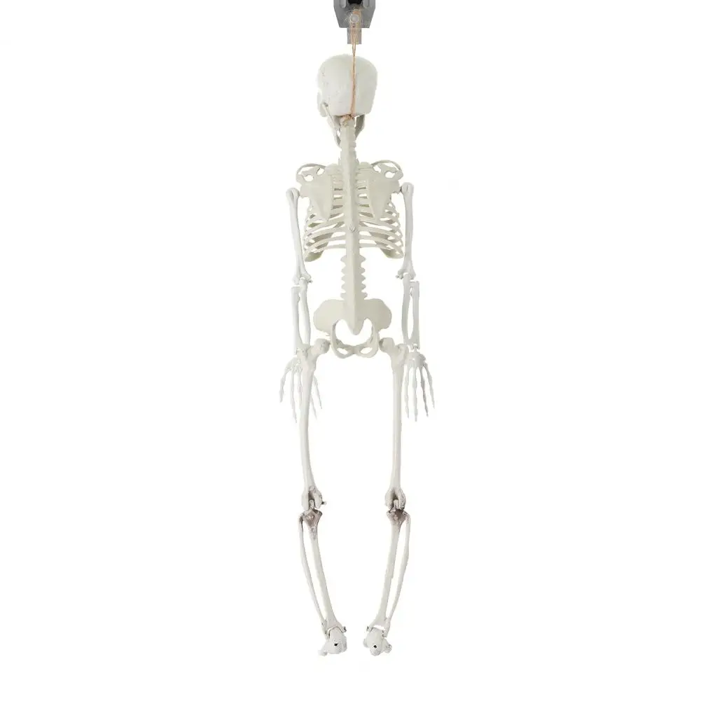 

Halloween Themed Party Decoration Halloween Skeleton Prop Realistic Movable Skeleton Props for Haunted Houses Graveyard