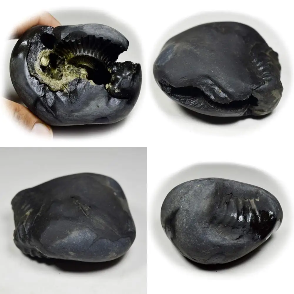 

Оптовая продажа, качество A+, 55-каратный шелломграммный камень от Gandaki River, Nepal - Lord Vishnu Fossil для Devotees