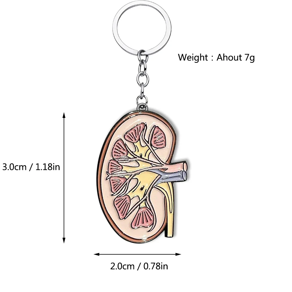 Medical Kidney Organ Keychain Anatomy Urology Jewelry Enamel Pendant Key Chain for Doctor Nurse Medicine Student