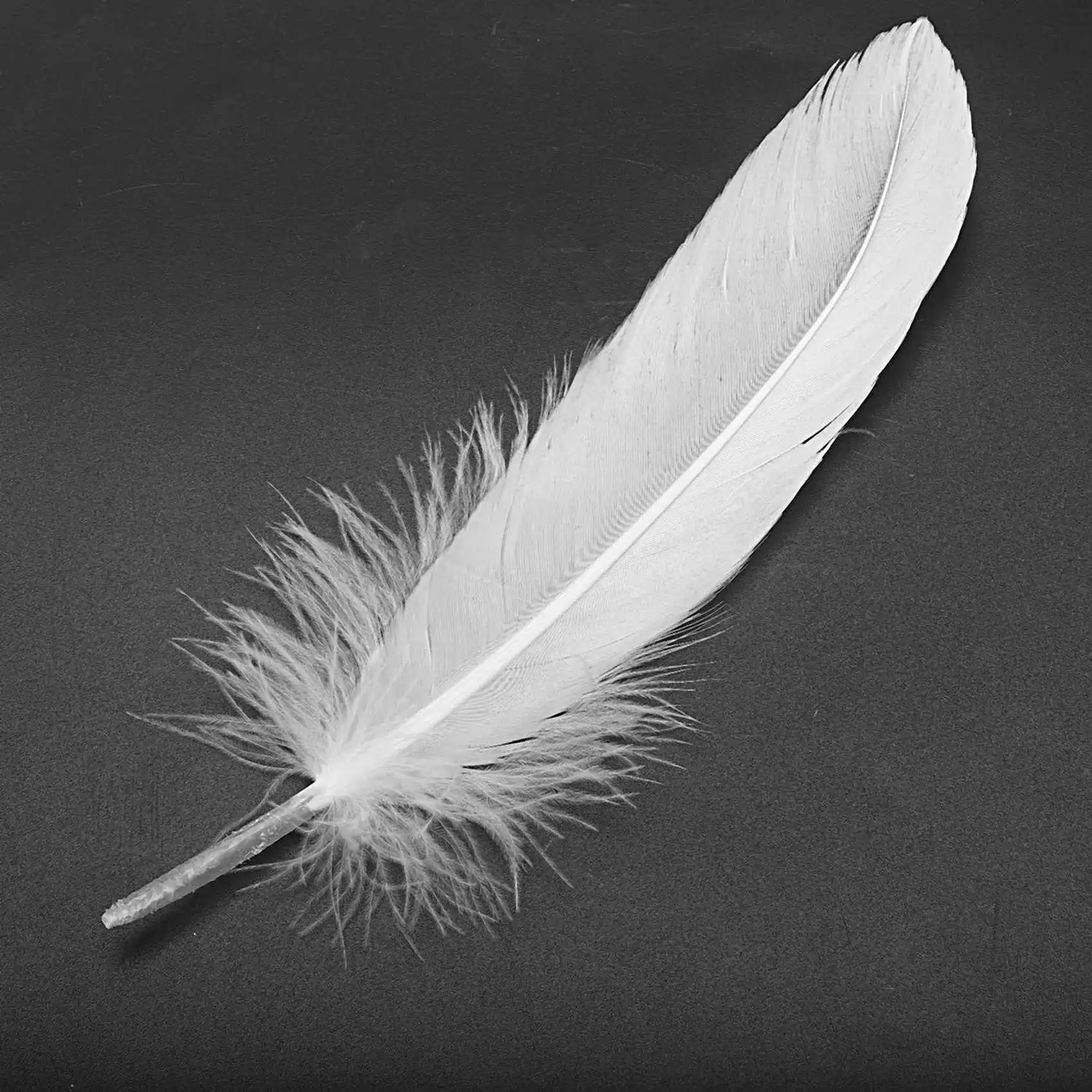 

TEXU 200Pcs White Feathers Goose Craft For Party Hat Crafts Wedding Decoration 15-22Cm