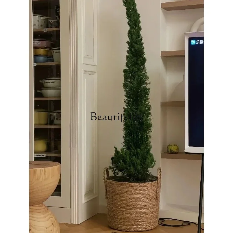 

LJYDragon cypress potted Christmas tree indoor living room plants outdoor courtyard cypress green plants H