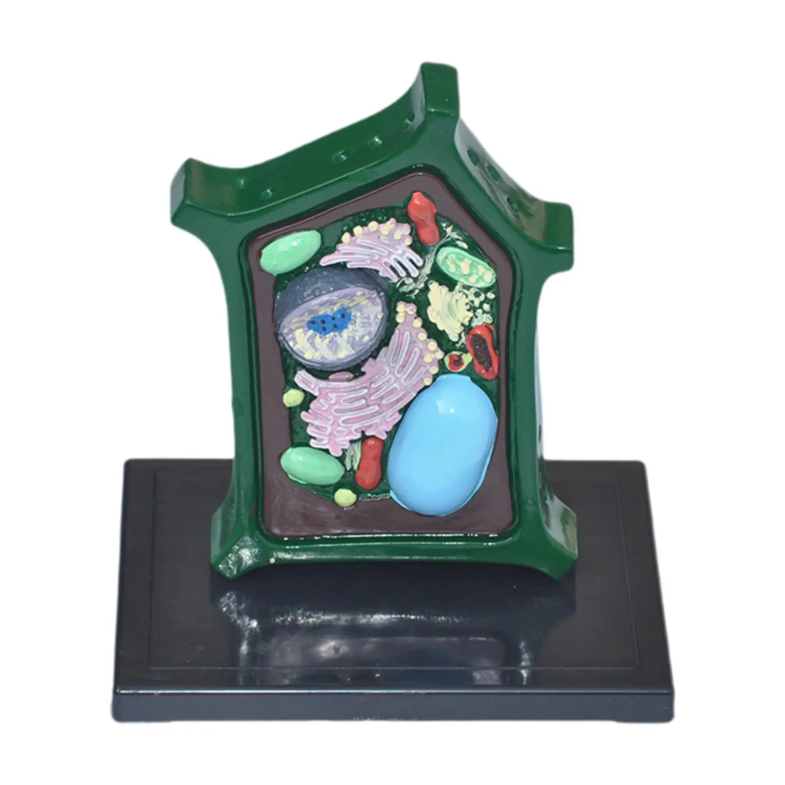 

Plant Cell Model Gift Plant Cell Anatomy Model for Classroom Teaching Study