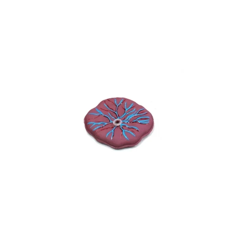 High Quality PVC Placenta Model with Umbilical Cord Medical Science Model for Nurse Training in Hospitals and Schools