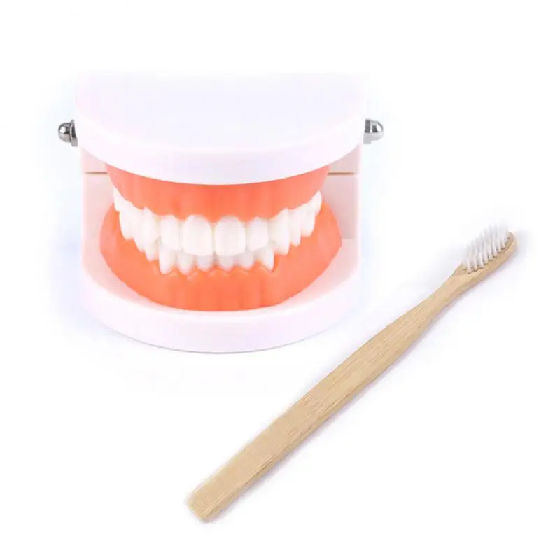 28 Immovable Teeth Over 3 Years Old Study Demonstration Tool Without Wisdom Teeth Educational Props Tooth Models High Quality