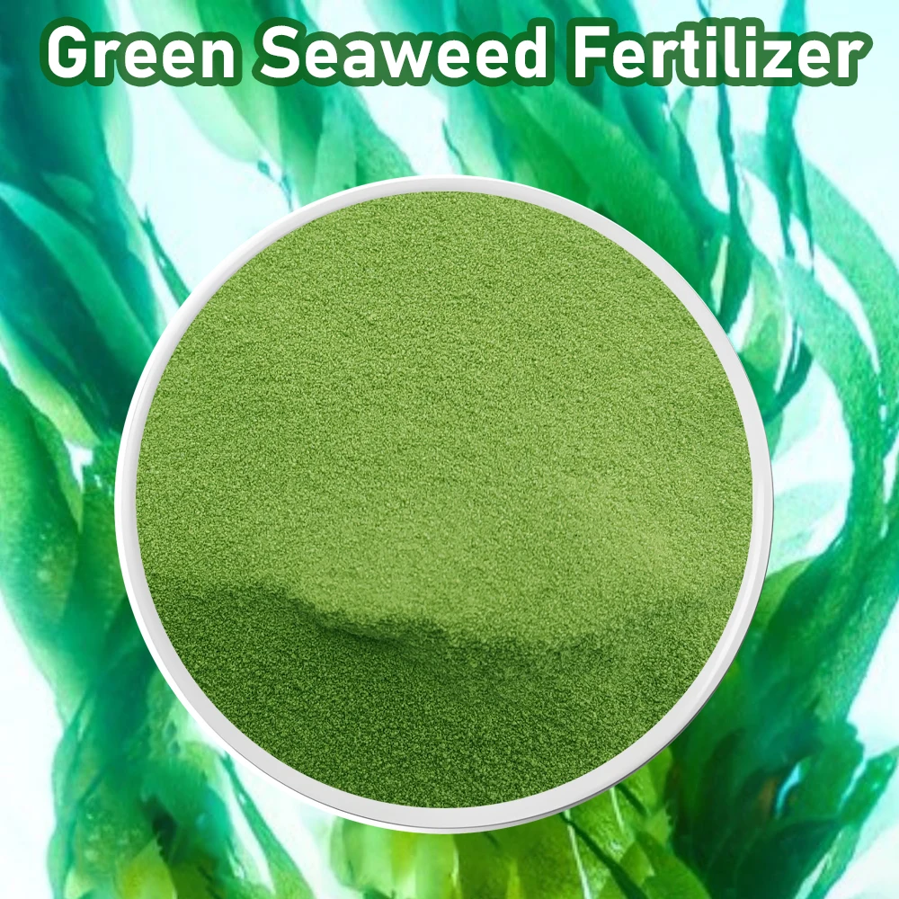 Fertilizante de extracto de algas marinas, 50g, aumenta el crecimiento de las plantas y la salud del suelo, totalmente Natural, soluble en agua para todas las culturas, Material de algas Gulf
