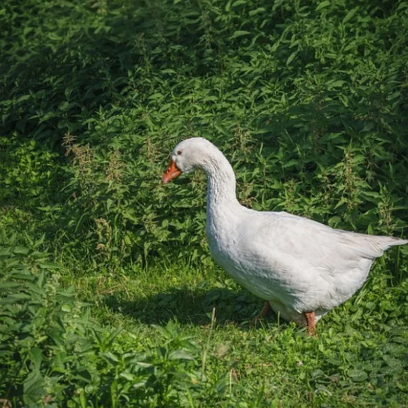 

Наборы инструментов для радиоуправления 18 в 1, плоскогубцы для отверток, шестигранная втулка, гаечный ключ, ремонтный ящик, набор для ремонта радиоуправляемых самолетов, радиоуправляемая модель автомобиля, игрушки