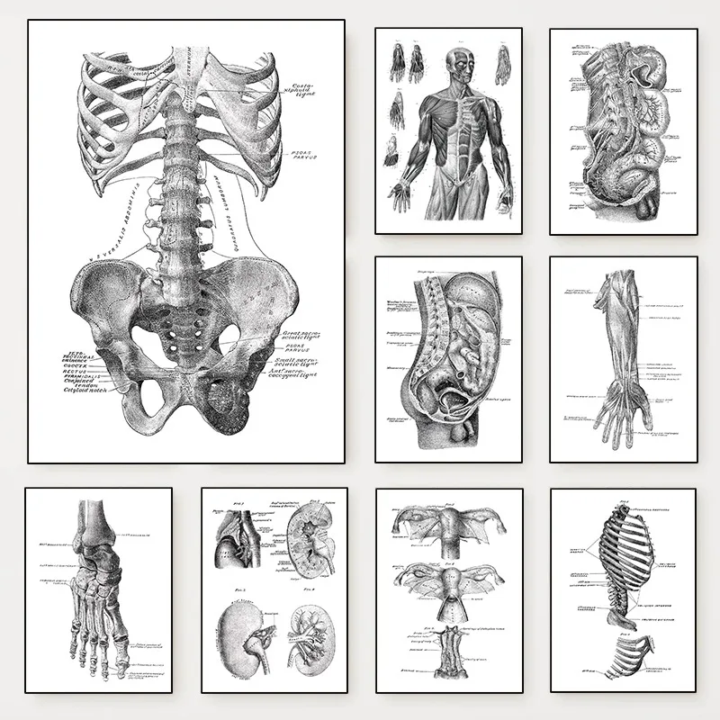 (2D canvas painting)Medicine Human Anatomy Diagram Poster Body Skeleton Structure Illustration Canvas Painting Wall Art for L