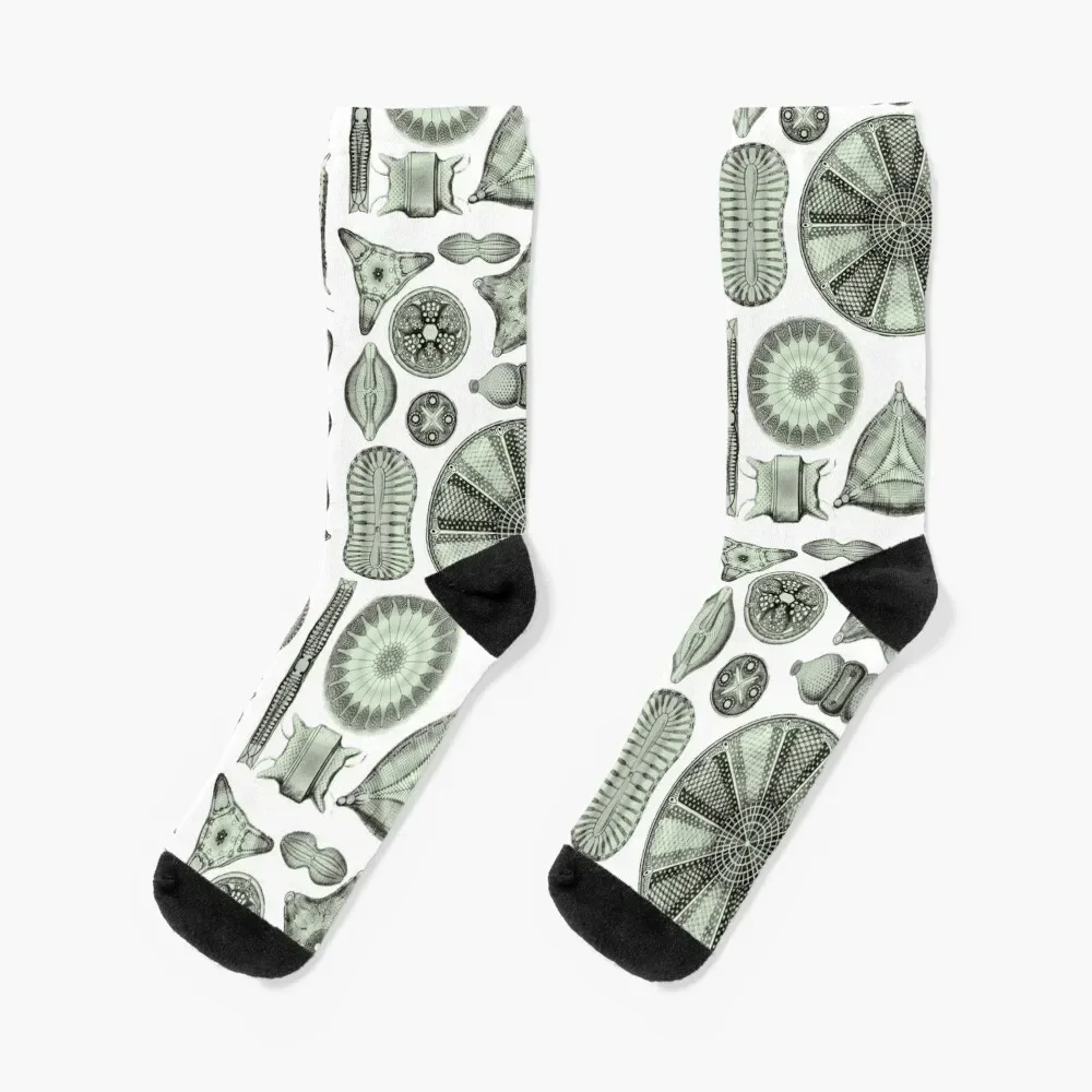 Ernst Haeckel Diatoms Olive Green Socks Wholesale Children's Women Socks Men's