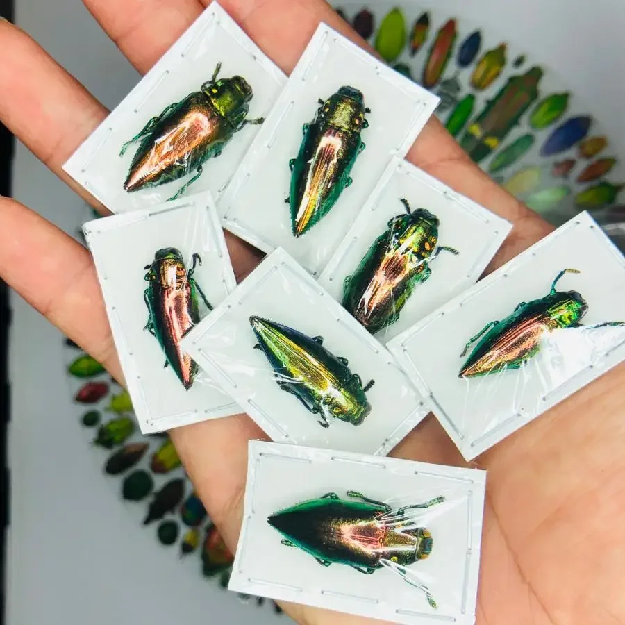 

Real Insect 10pcs Dragonfly Spade Beetle Golden Turtle Protozoa Specimen Independent Packaging Hand Worm Home Decor