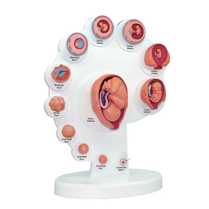 

4D Human Embryo Development Anatomical Model Fetal Growth Organ Teaching Assembled Aids