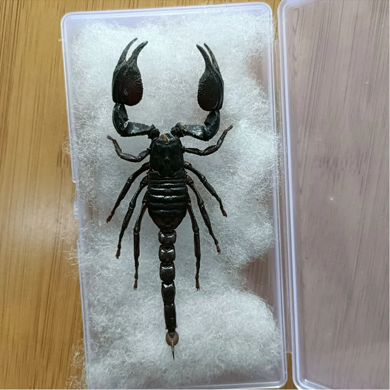 Really Large Scorpion Specimen Black Drying Process Arthropoda Suitable for Medical Academic Teaching and Research Collection