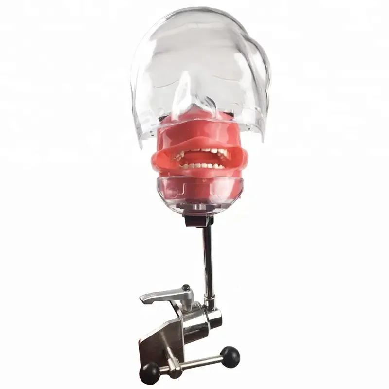 YTYIN Simulator Nissin Manikin Phantom Model With Extra 28 PCS Teeth