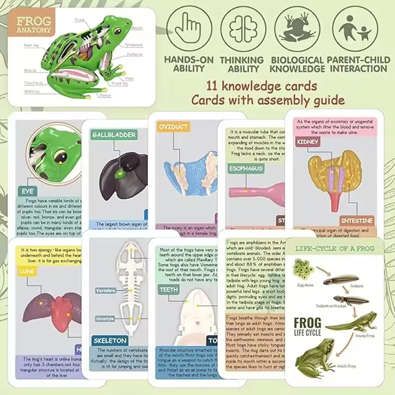 4D Frog Anatomy Model Montessori Toys Detachable Frog Organs STEM Biology Education Teaching Aid Early Learning Toy for Childre
