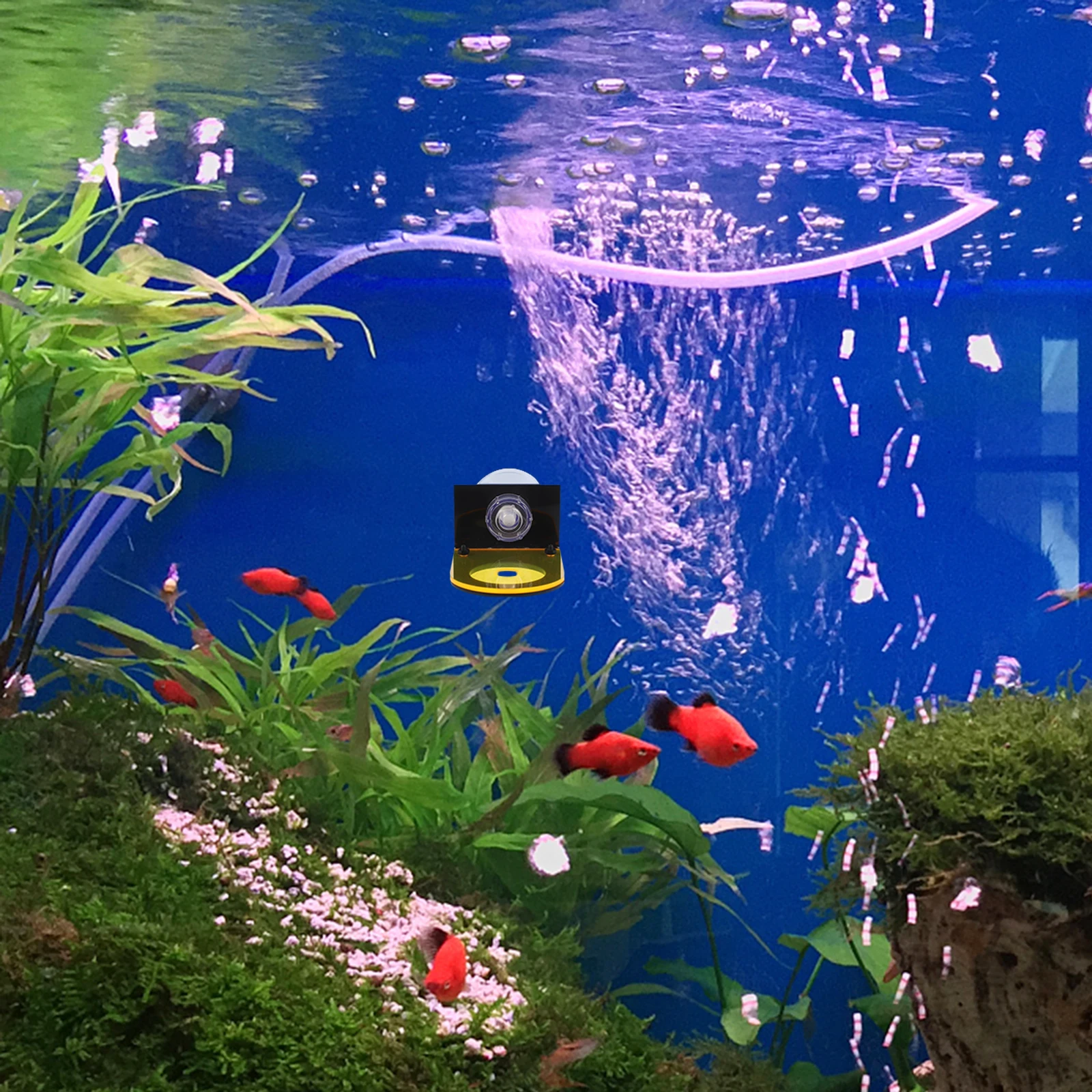 

2Pcs Acrylic Coral Fragments Holder Fluorescent Tray Sturdy Growth Environment Aquarium Base Frags Holder Decorative Coral Rack