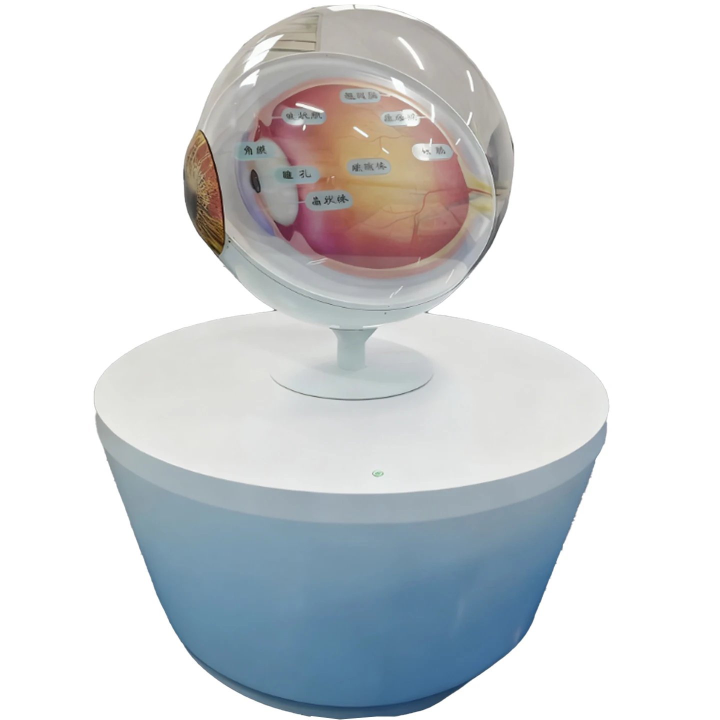 مضيئة مقلة العين هيكل مقلة العين عرض الأعضاء البشرية العرض العلوم ألعاب العلوم الألعاب التفاعلية #6