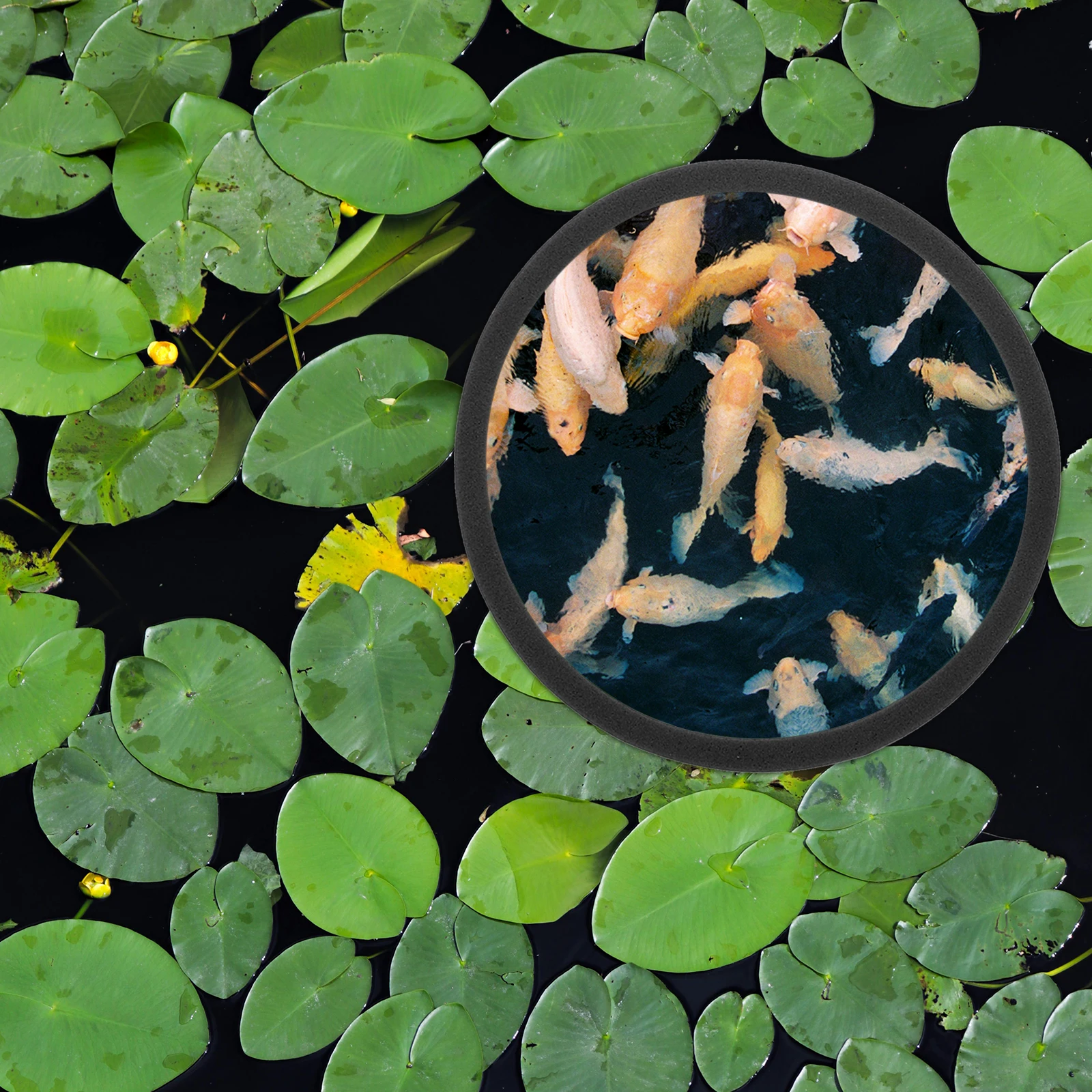 

5 Pcs Floating Plant Rings Safe Fish Feeding Aquarium Isolation Accessories Tank Fence Plastic Duckweed Holder