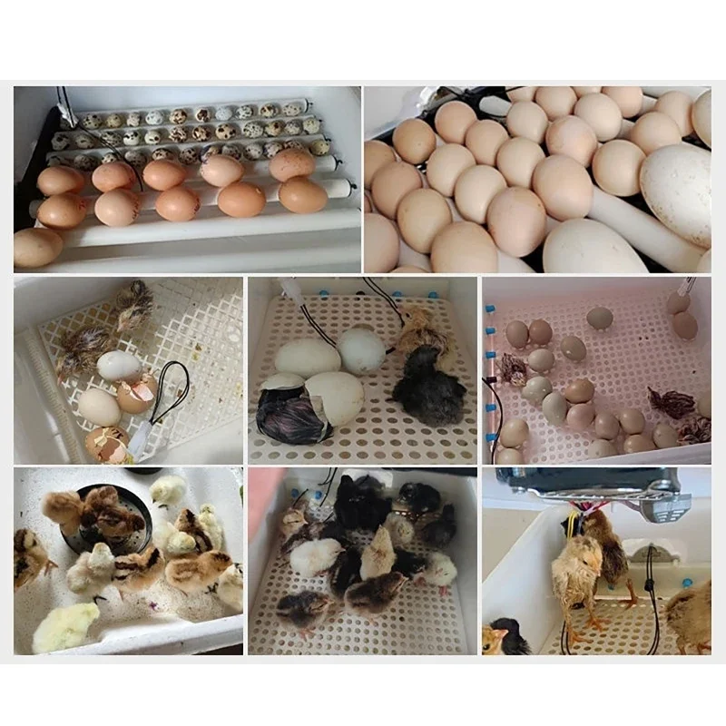 10 12 Eggs Incubator Auto Turner Temperature Control For Chicken Goose Bird Quail Incubation Equipment Hatchery Poultry Tool