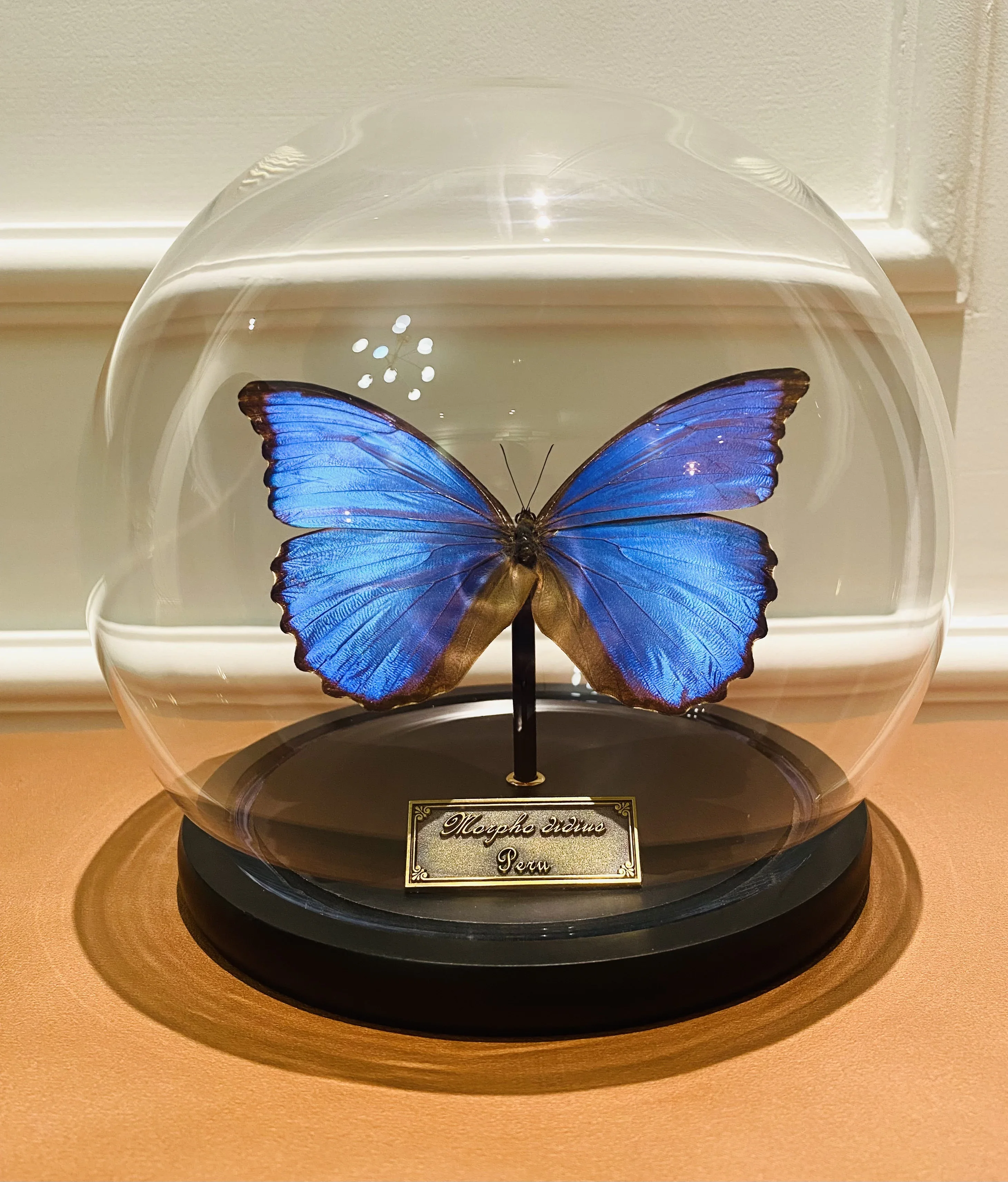 vlinderspecimen grote blauwe morpho vlinder onsterfelijke bloem glazen deksel afdichting ornament