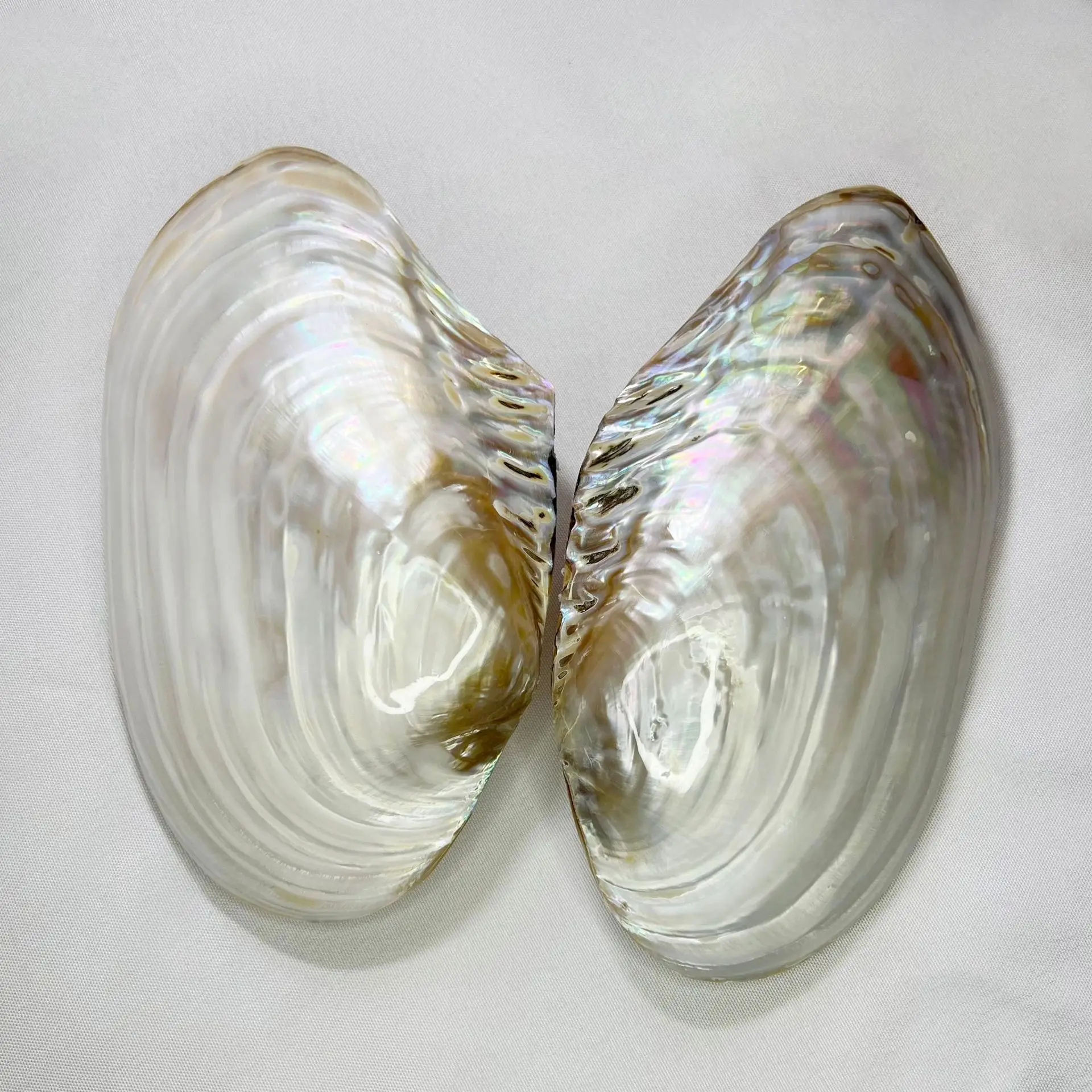 Concha Natural de Hyriopsis cumingii - Madreperla, Concha de Musgo de Agua Dulce, Decoración para Acuarios, Souvenir Turístico al por Mayor, Perla S