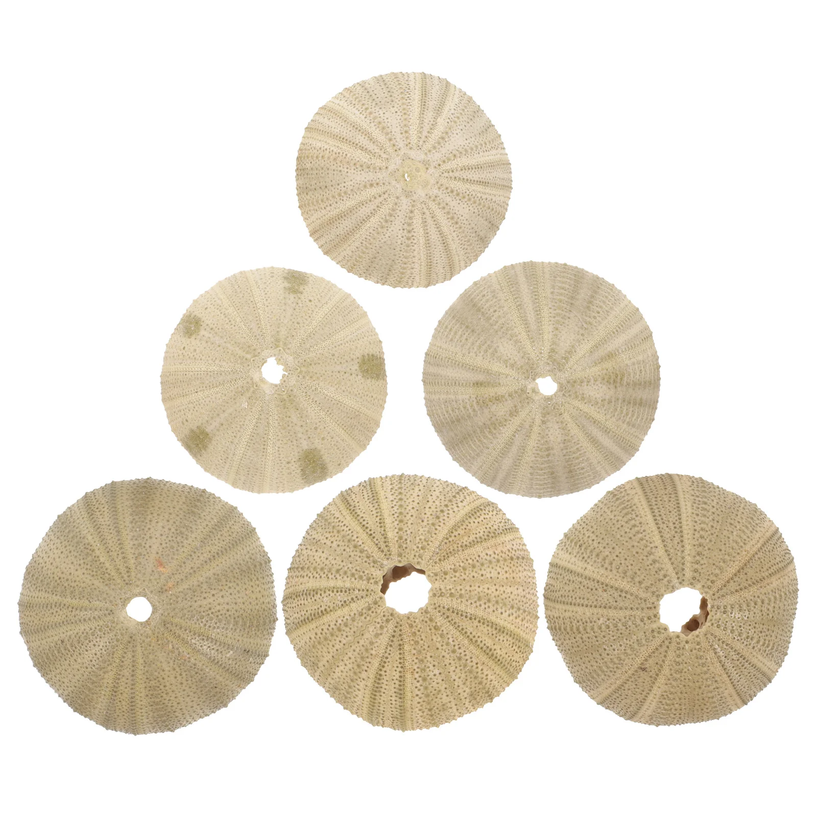 

6Pcs Natural Sea Urchin Shells Unique Shape Delicate Small Size Sea Urchin Shells Home Decoration Fish Tank Ornaments