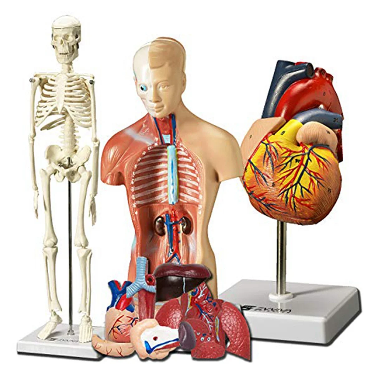 

Human Heart, Torso and Skeleton Model - Hands-on 3D Model Learning Tool for Anatomy and Physiology Students