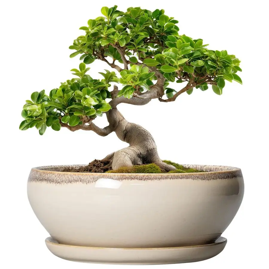 

Керамические горшки для бонсай и суккулентов, 10 дюймов, круглые неглубокие кашпо с дренажным отверстием и поддоном, для дома и улицы