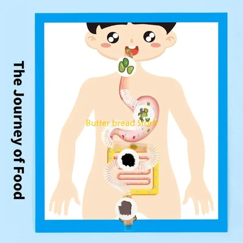 W89C Educational Digestive Anatomy Model Learning Tool para crianças estudantes 6＋