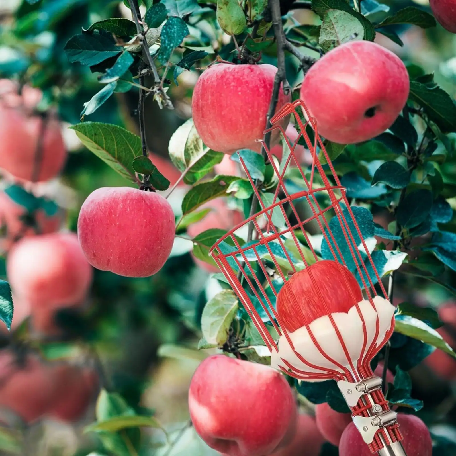 fruit picker Retractable Handle depth basket convenient fruit picker basket garden tool for picking apples Fruit