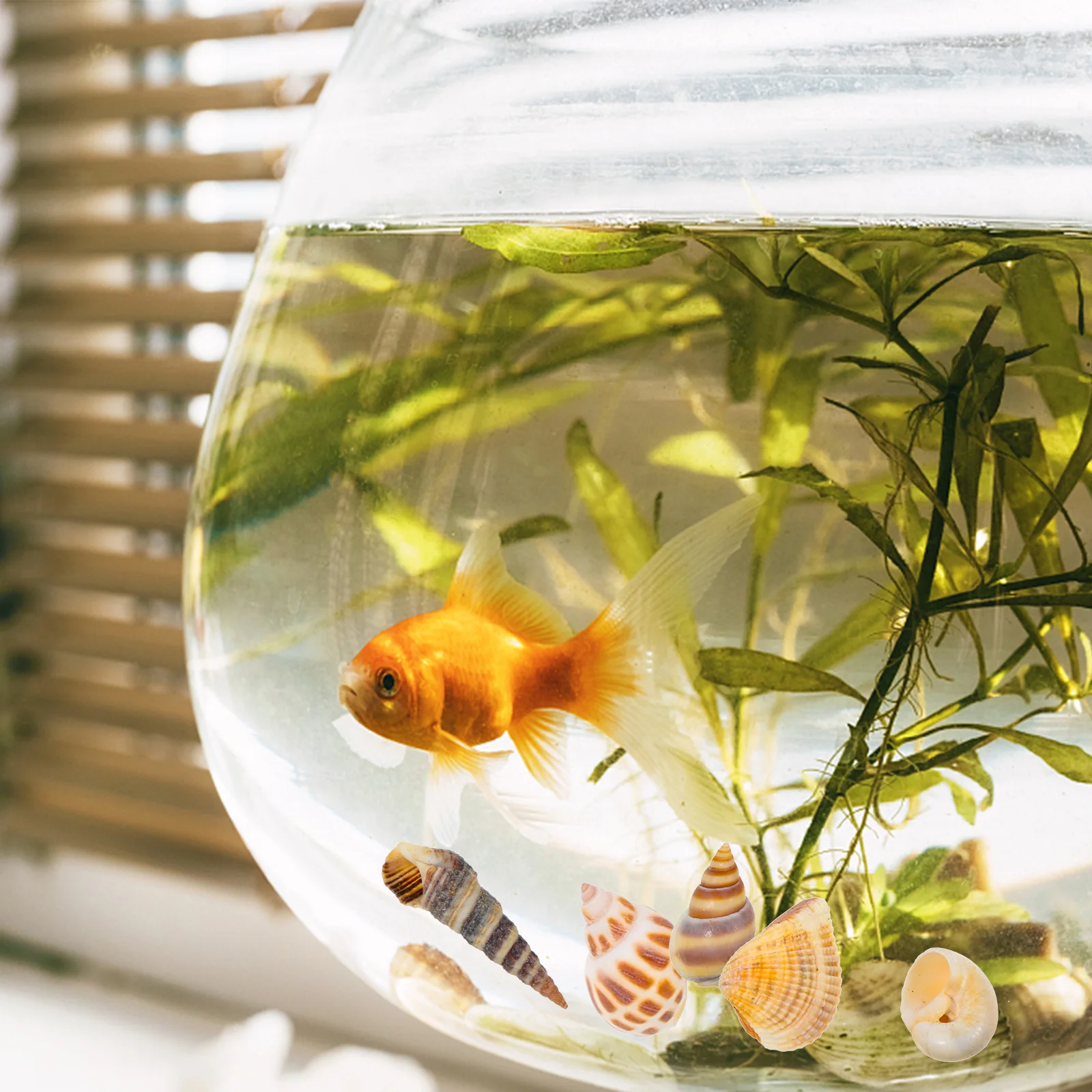 

2 Boxes Natural Sea Shell Aquarium Decor Long-Lasting DIY Conch Filling Material Fish Tank Landscaping Decor Conch Ornament