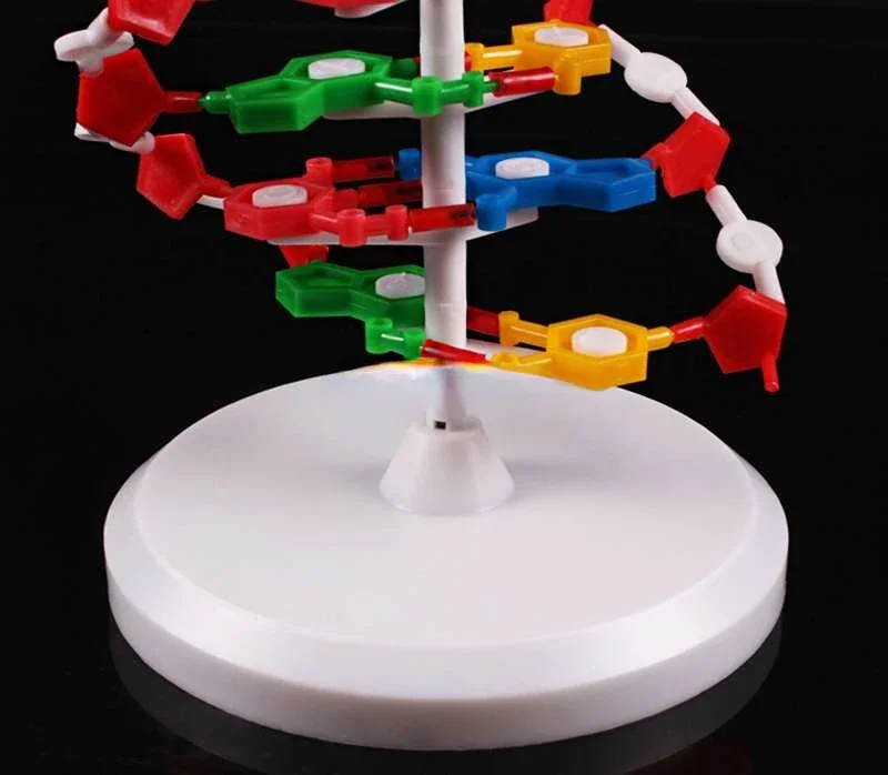 DNA double helix structure model High school DNA molecular structure model teaching aids Demonstration instrument