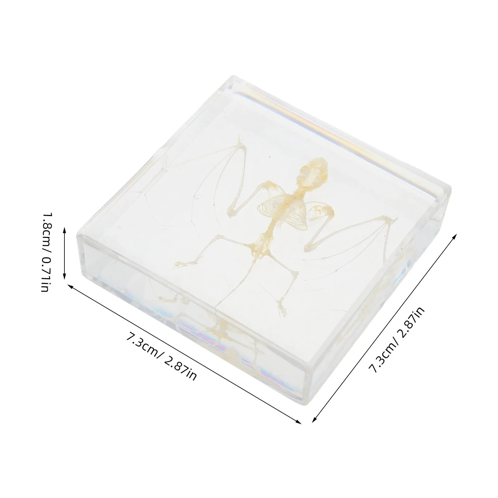 コウモリの展示：科学教室の装飾、教育、研究、家の装飾用に手作りされた本物の動物標本 ミニ