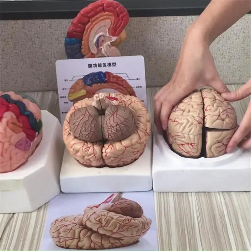 A Medical Brain Model Functional Zoning Cortical Zoning Human Brain Anatomical Brain Colorimetric Model