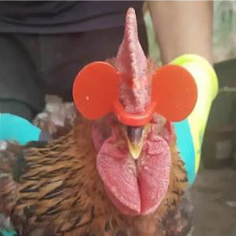 MOPHE-Chicken Glasses 500 Pcs Óculos Anti-Pecking Para Faixas Cortinas de Pollas Parafuso de Espetáculo