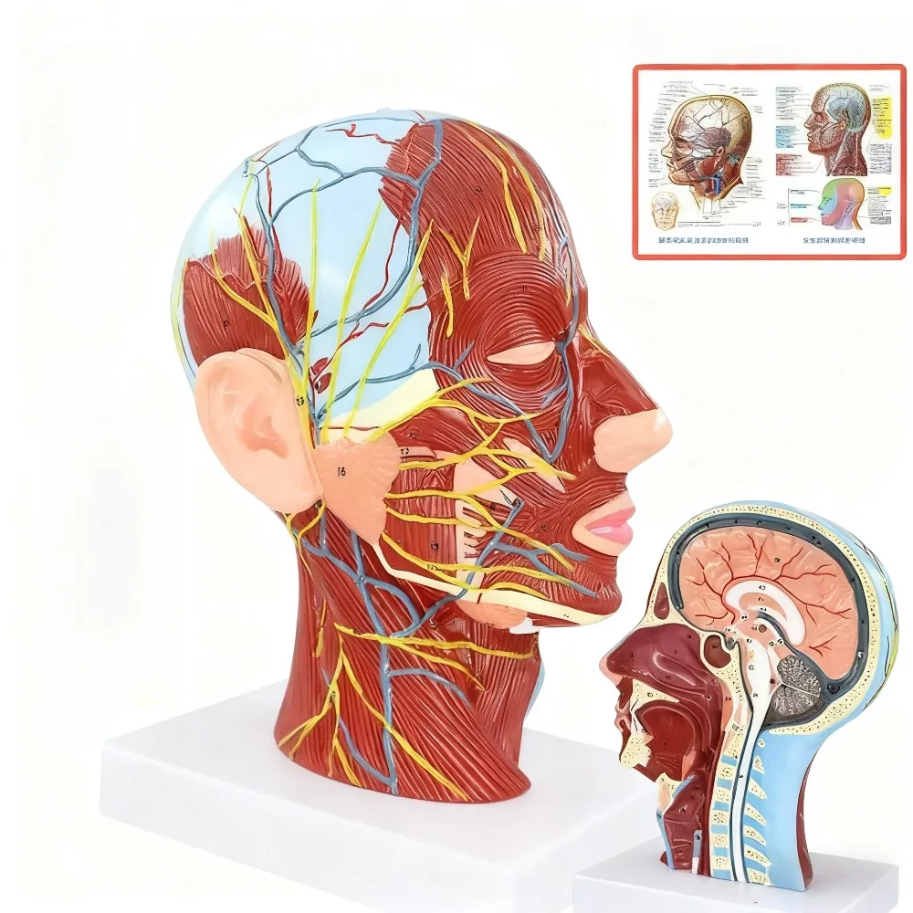 Anatomical Head Median Sagittal Plane Model Nerves Parotids for Teaching